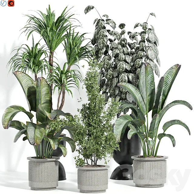 Indoor plants 42 3D Model