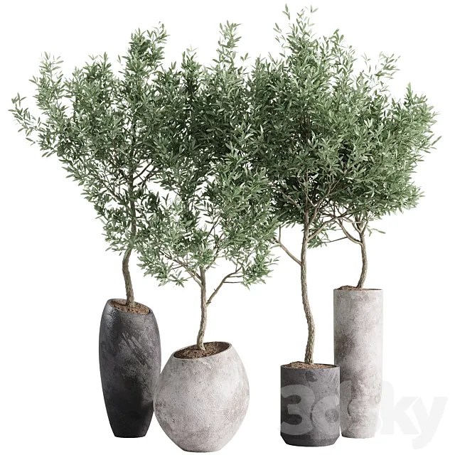 indoor plants - 55 plants in pot 3D Model