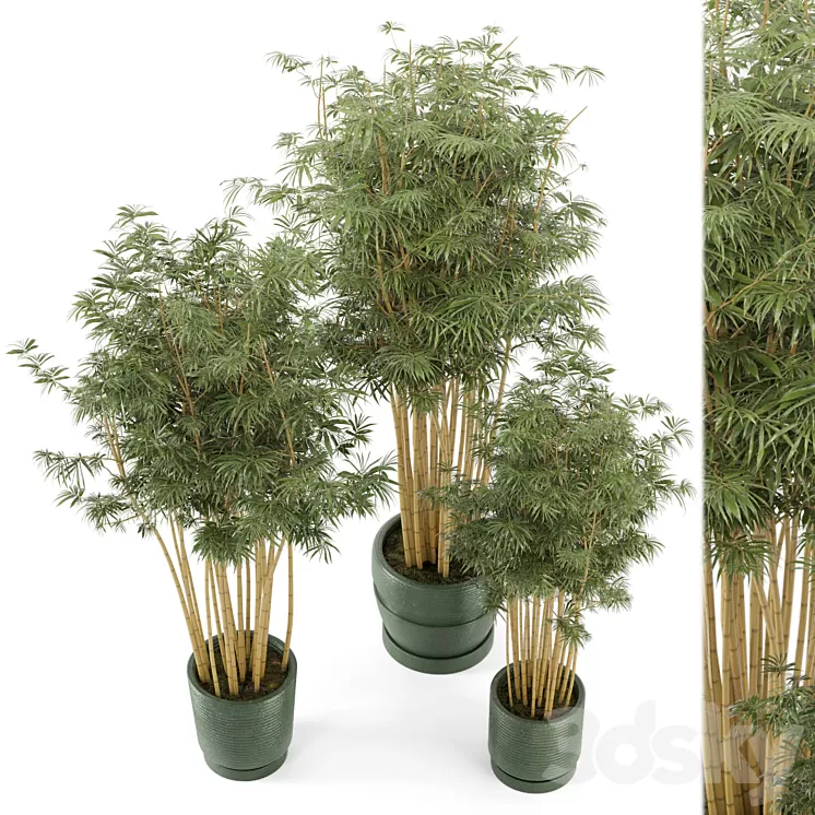 Indoor Plants Bamboo Set in rusty Concrete Pots - Set 108 3D Model