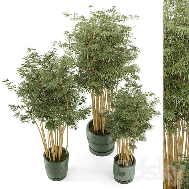 Indoor Plants Bamboo Set in rusty Concrete Pots - Set 108 3DModel