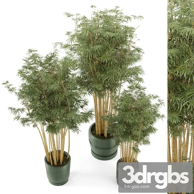 Indoor plants bamboo set in rusty concrete pots - set 108