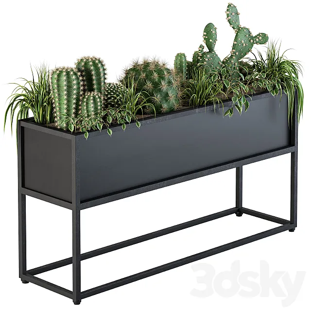 Indoor Plants Box Cactus 3DModel