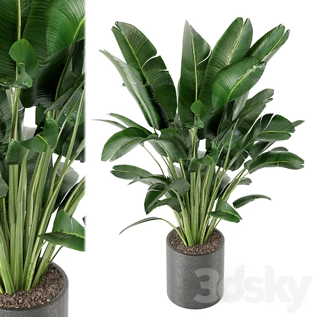 Indoor Plants Collection - Set 009 3D Model
