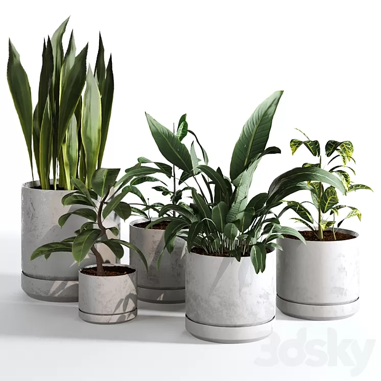 Indoor Plants Collection - Set 03 3D Model Free