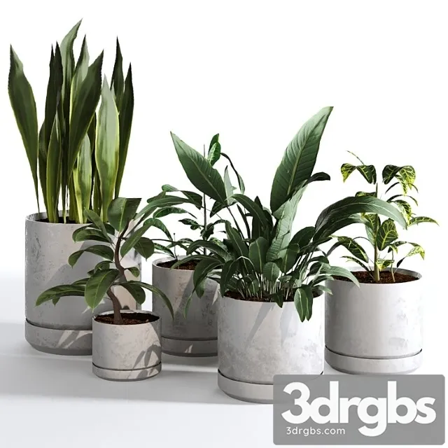 Indoor plants collection - set 03