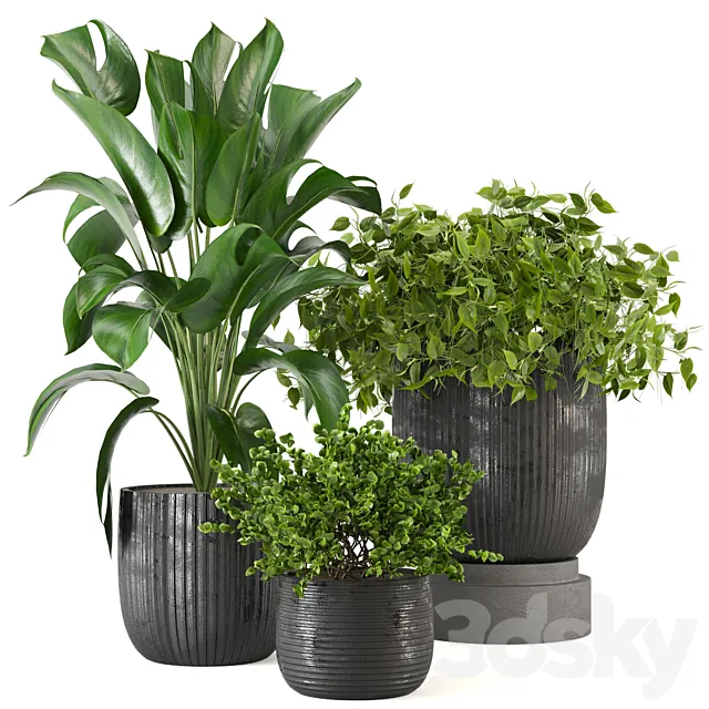 Indoor Plants Collection - Set 409 3D Model