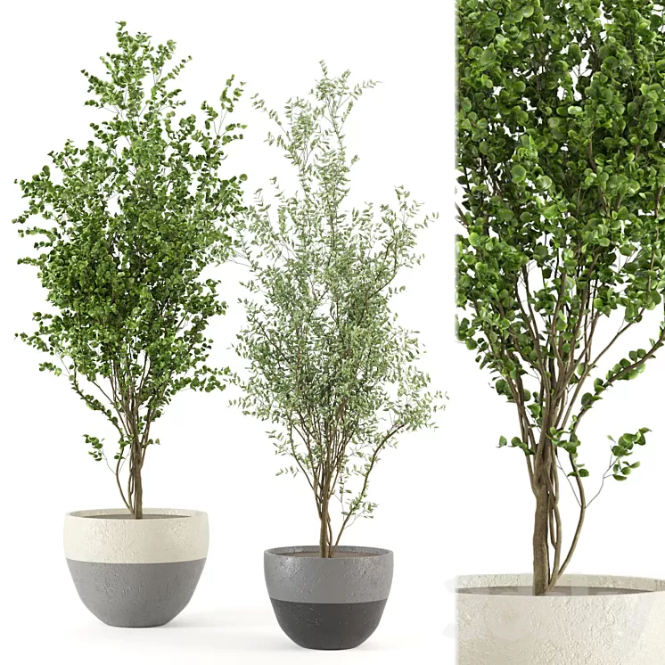 Indoor Plants Collection - Set 411 3D Model Free