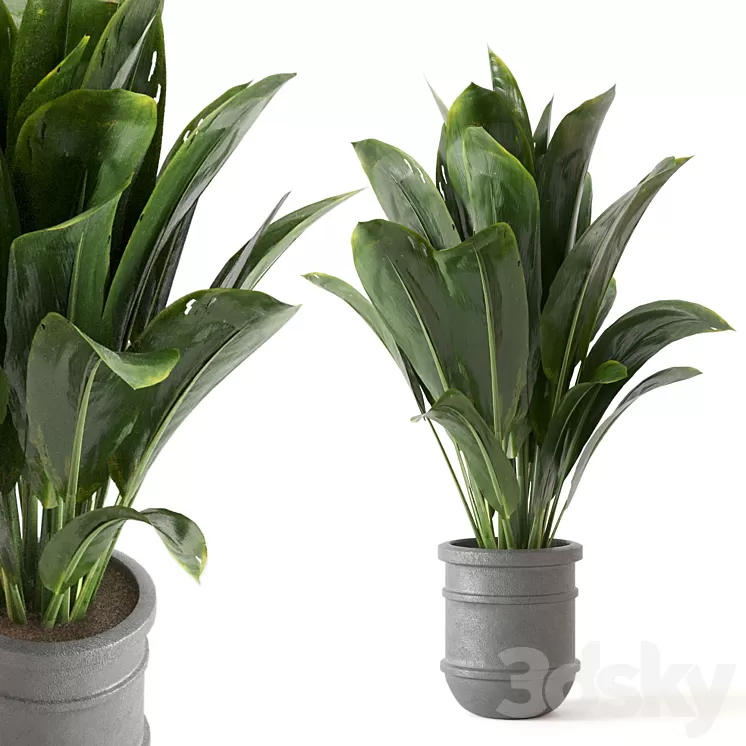 Indoor Plants Collection - Set 412 3D Model Free