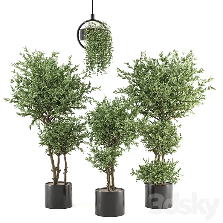 Indoor Plants Collection - Set 416 3D Model Free