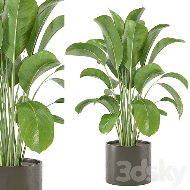 Indoor Plants Collection - Set 455 3D Model