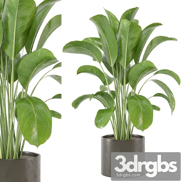 Indoor plants collection - set 455