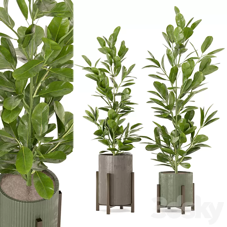 Indoor Plants Collection - Set 462 3D Model