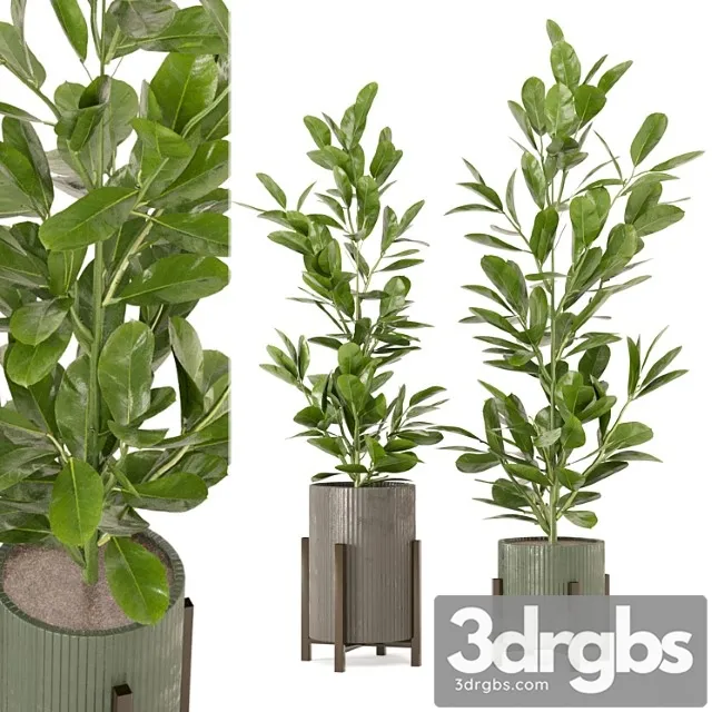 Indoor plants collection - set 462