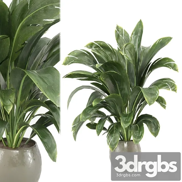 Indoor plants collection - set 586