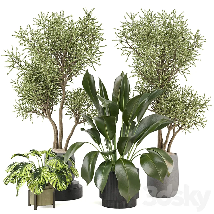 indoor Plants Collection - Set 646 3D Model Free