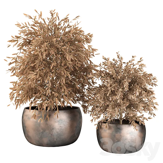 Indoor Plants (Dried) Set No.9 3DModel