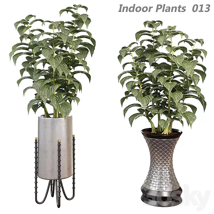 Indoor plants in a pot 013 3D Model