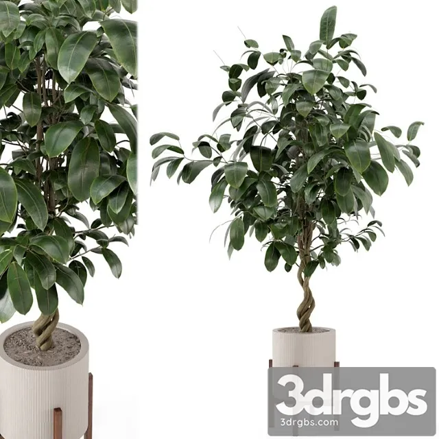 Indoor plants in combination of wood & concrete pot - set 278