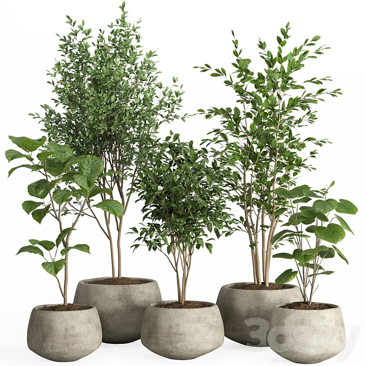 indoor plants in concrete pot-set 32 3D Model Free