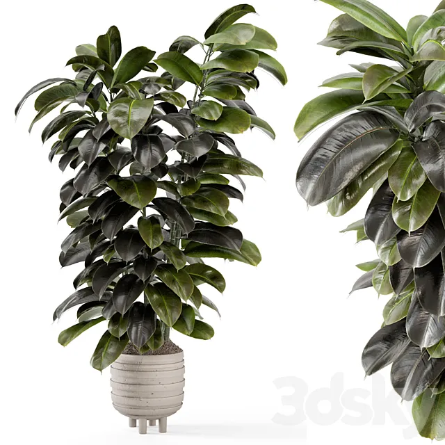 Indoor Plants In Concrete Pots - Set 953 3D Model