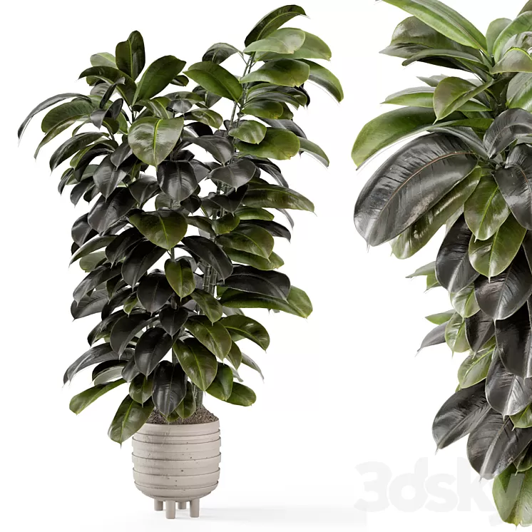 Indoor Plants In Concrete Pots - Set 953 3D Model Free
