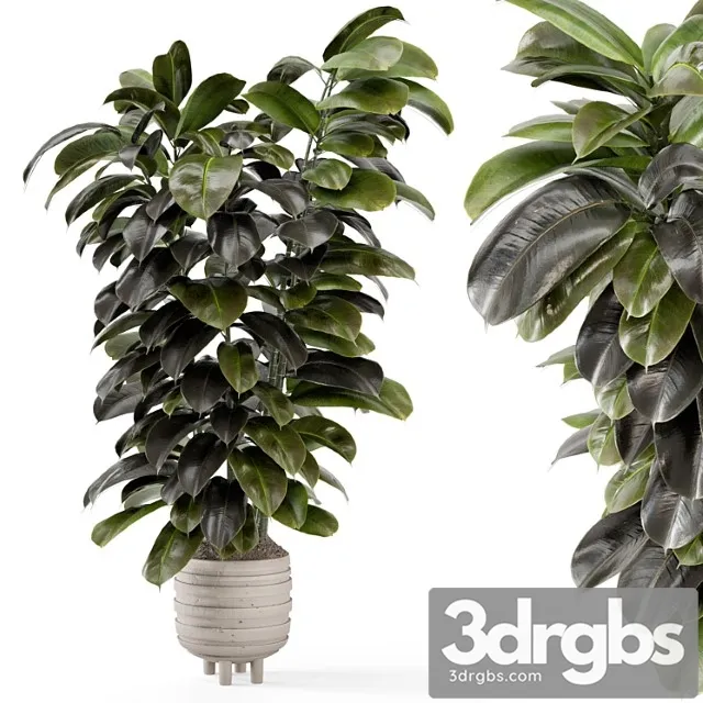 Indoor plants in concrete pots - set 953