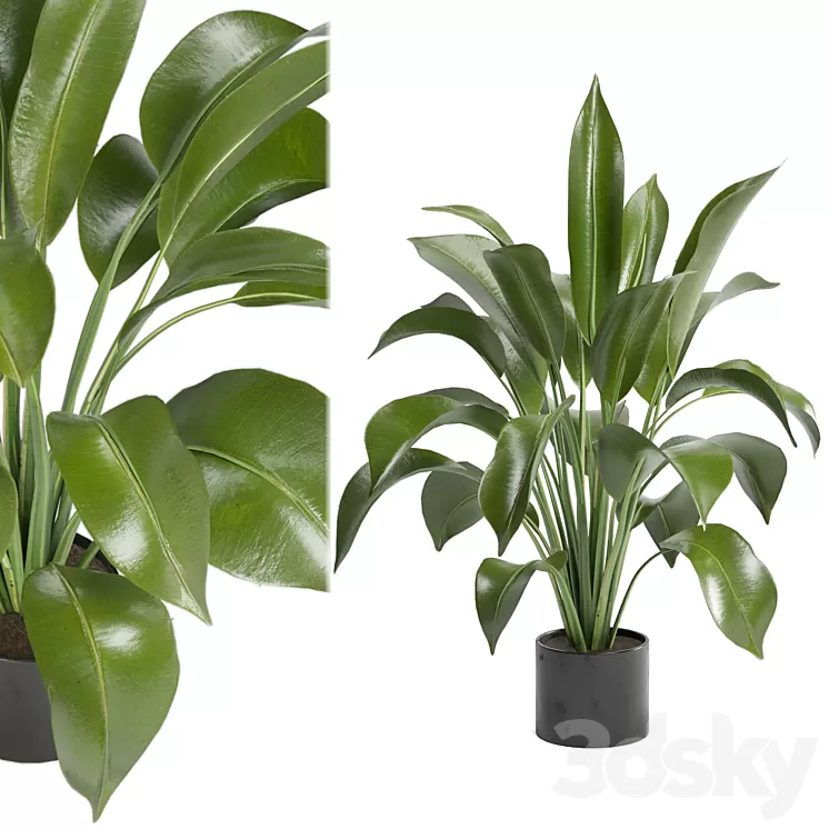 Indoor Plants in Ferm Living Bau Pot Large - Set 136 3D Model Free