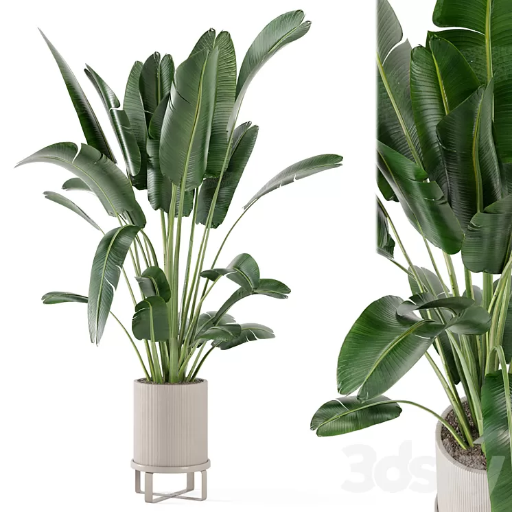 Indoor Plants in Ferm Living Bau Pot Large - Set 173 3D Model