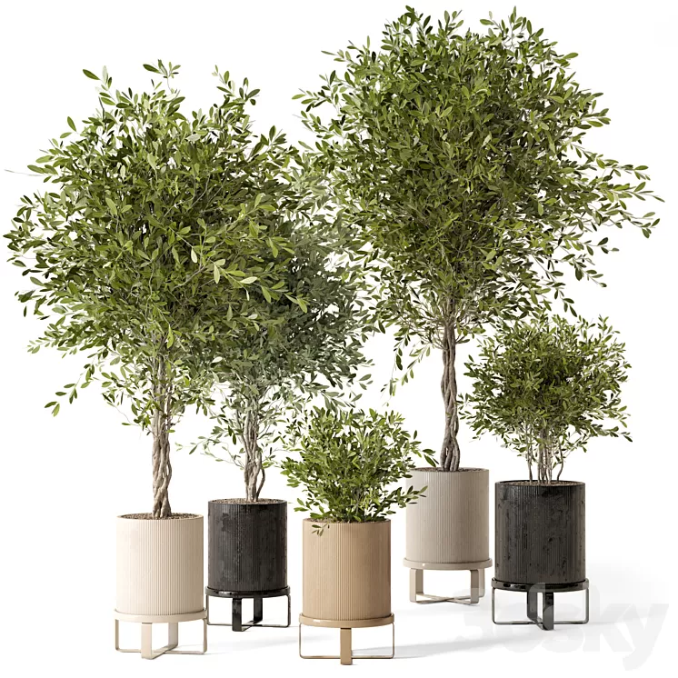 Indoor Plants in Ferm Living Bau Pot Large - Set 354 3D Model Free