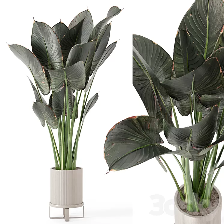 Indoor Plants in Ferm Living Bau Pot Large - Set 555 3D Model Free