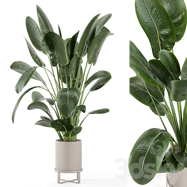 Indoor Plants in Ferm Living Bau Pot Large - Set 765 3D Model