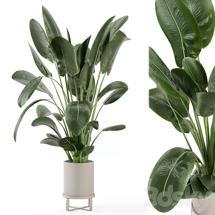Indoor Plants in Ferm Living Bau Pot Large - Set 765 3D Model Free