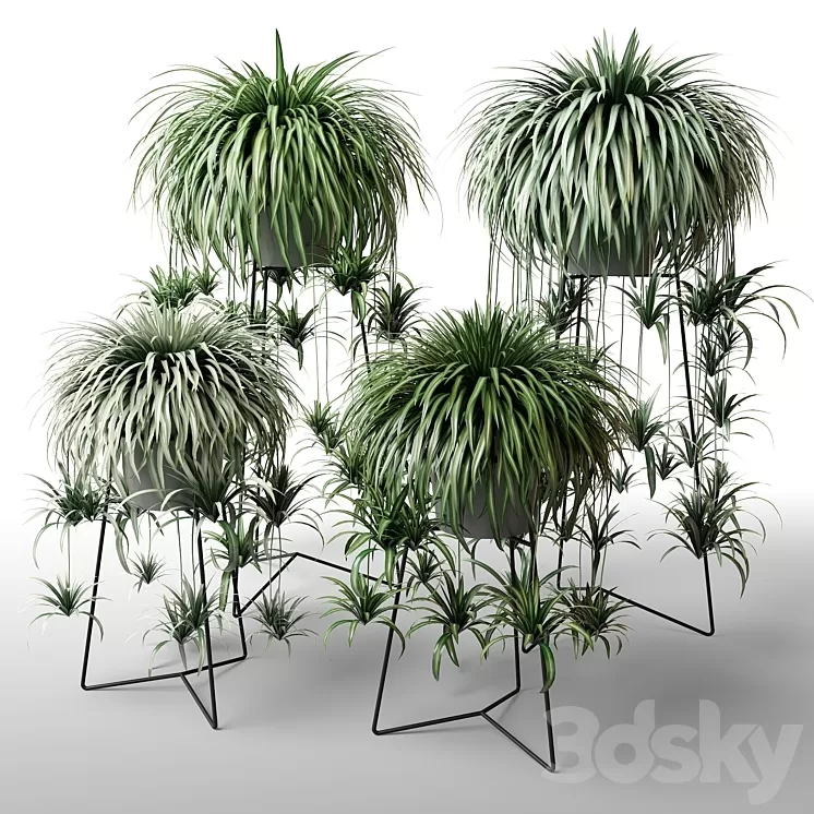 Indoor plants in floor planters 3D Model