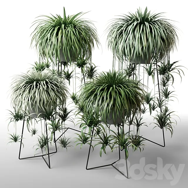 Indoor plants in floor planters 3DModel