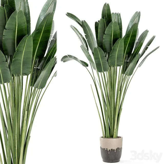 Indoor Plants In Handmade Glazed Pot Set 190 3D Model