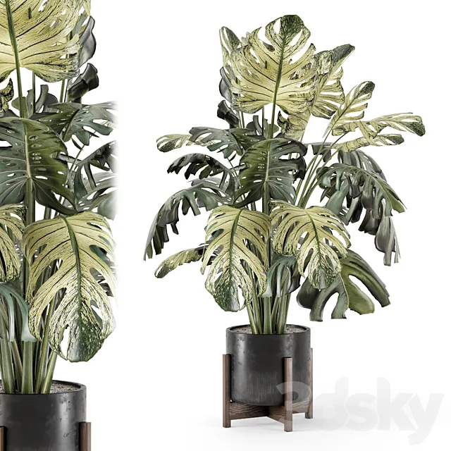 Indoor Plants in Handmade Stone Pot - Set 2174 Free Download