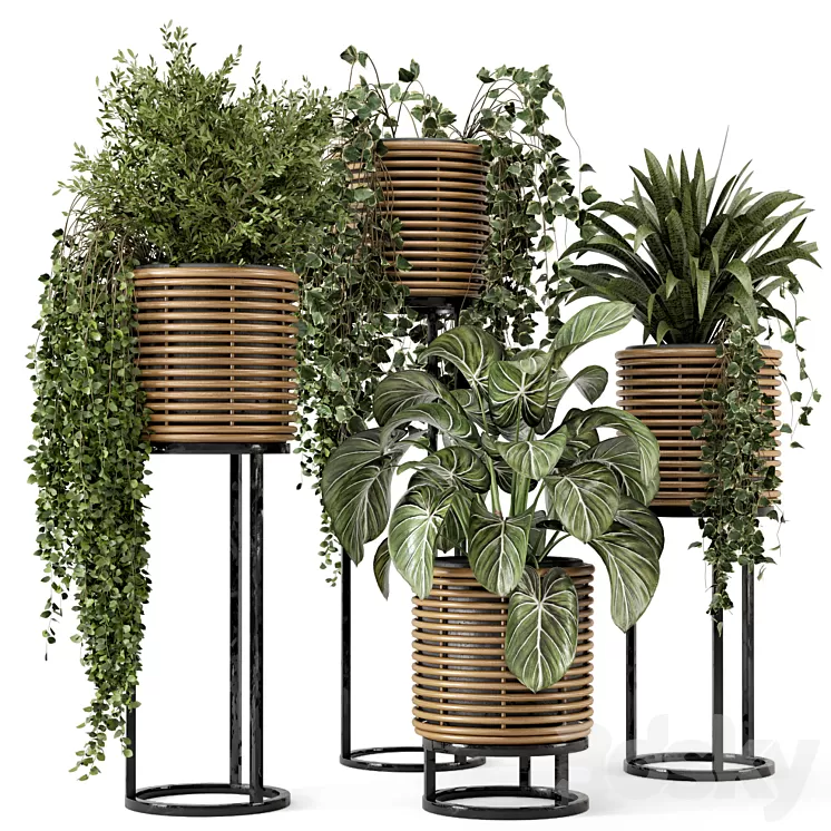 Indoor Plants in natural rattan Pot on Metal Base - Set 592 3D Model Free