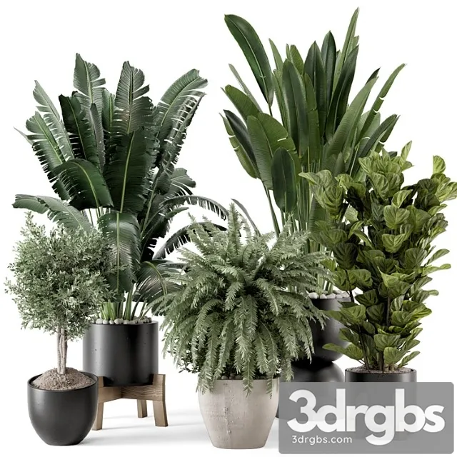 Indoor plants in rusty concrete pot on wooden base - set 1203