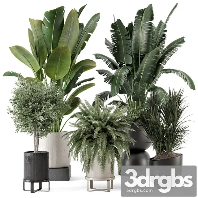 Indoor plants in rusty concrete pot - set 1167