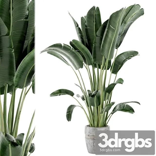 Indoor plants in rusty concrete pot - set 124