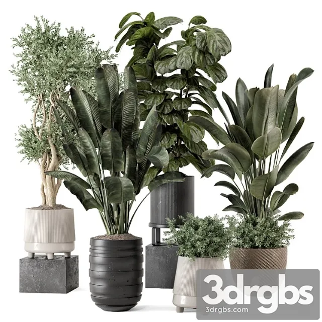Indoor plants in rusty concrete pot - set 1291