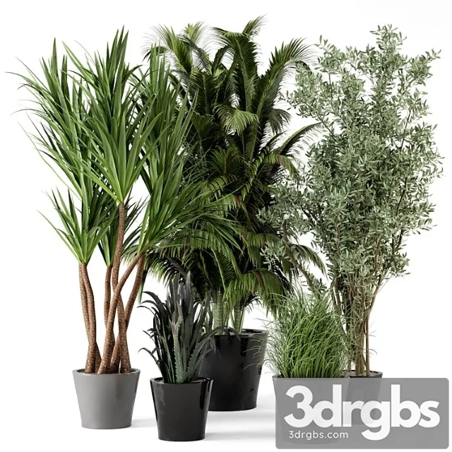 Indoor plants in rusty concrete pot - set 225