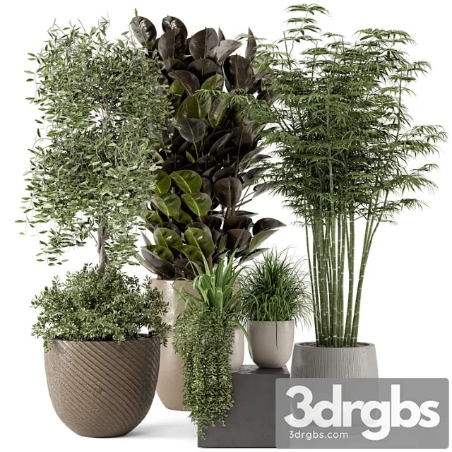 Indoor plants in rusty concrete pot - set 229