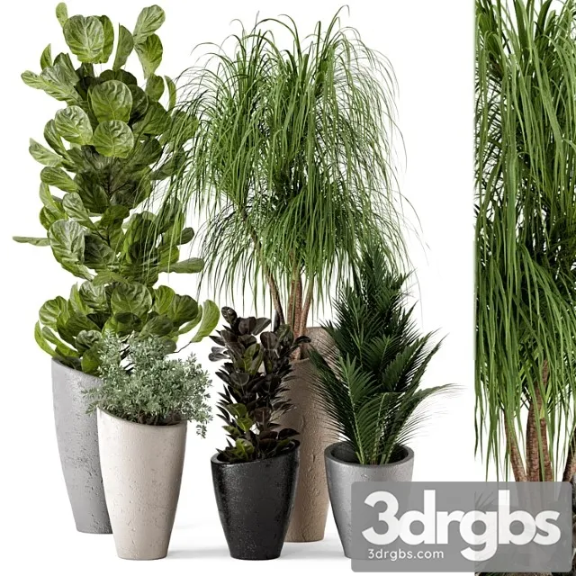 Indoor plants in rusty concrete pot - set 240