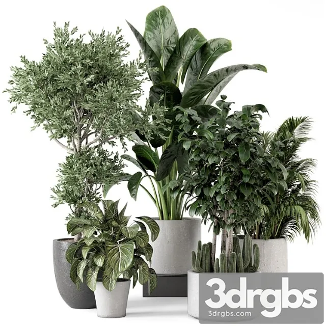 Indoor plants in rusty concrete pot - set 584