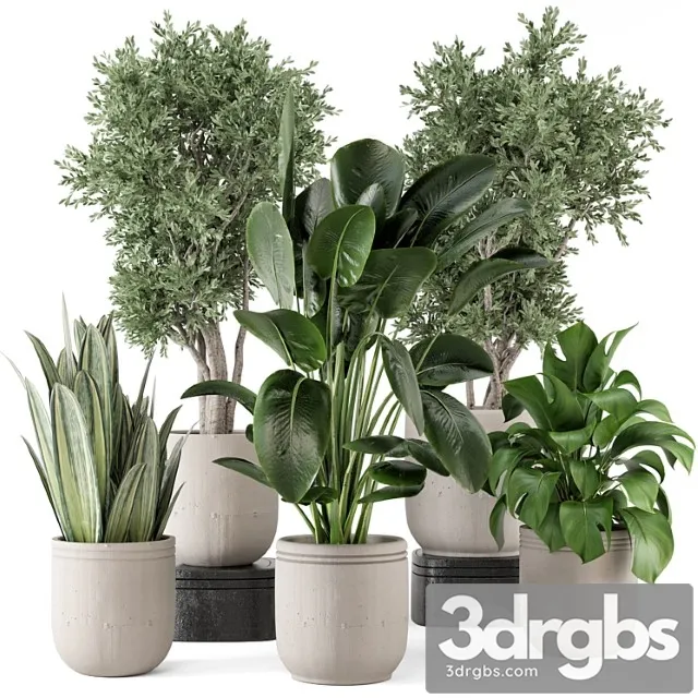 Indoor plants in rusty concrete pot - set 921