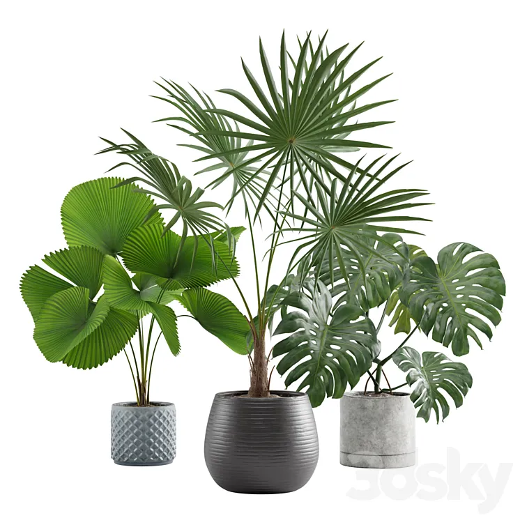 Indoor Plants Pack 09 3D Model Free