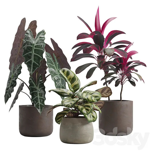 Indoor Plants Pack 14 3D Model