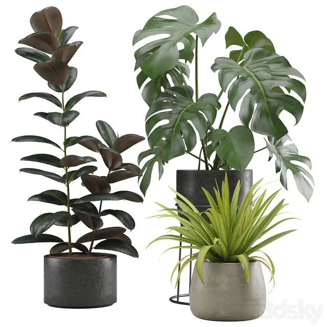 Indoor Plants Pack 15 3D Model