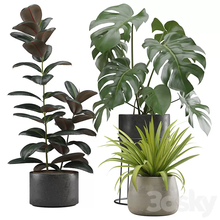Indoor Plants Pack 15 3D Model Free